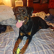 Bella Rodrigues joined the competition — help win amazing prizes! dog, rottweiler, pet, bed, blanket, tennis_ball, paws, tongue_out, indoor, wooden_furniture, drapes, clutter, happy, playful, animal, canine, fur, bedroom, resting, smiling