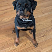 Bella is registered to the contest to win money with this photo: dog, rottweiler, pet, canine, animal, indoor, wooden_floor, sitting, black_and_tan, collar, looking_up, fur, ears, paws, domestic_animal, companion, cute, alert, portrait, friendly