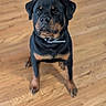 dog, rottweiler, pet, canine, animal, indoor, wooden_floor, sitting, black_and_tan, collar, looking_up, fur, ears, paws, domestic_animal, companion, cute, alert, portrait, friendly
