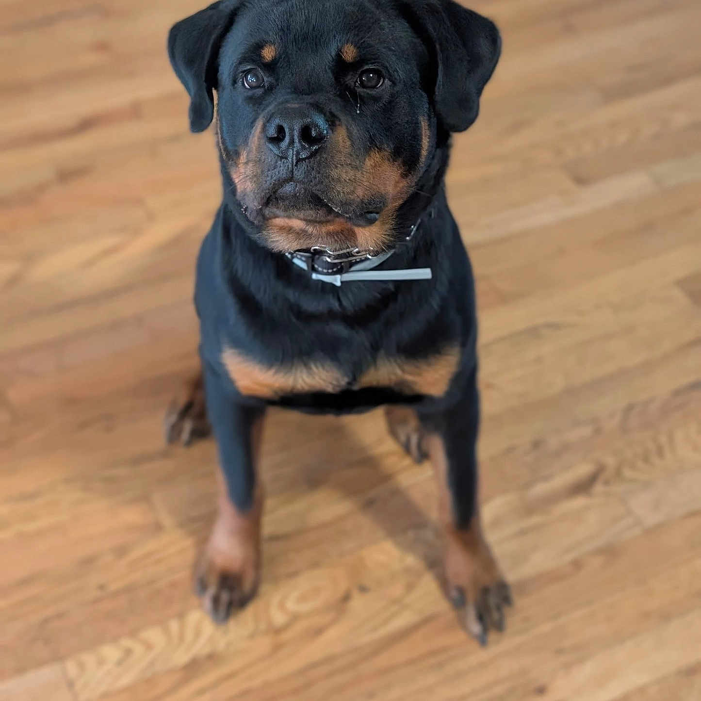 Bella is registered to the contest to win money with this photo: dog, rottweiler, pet, canine, animal, indoor, wooden_floor, sitting, black_and_tan, collar, looking_up, fur, ears, paws, domestic_animal, companion, cute, alert, portrait, friendly