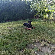 Bella is registered to the contest to win money with this photo: animal, black_dog, branch, bushes, canine, collar, daytime, dog, fence, grass, leaves, nature, outdoor, pet, resting, stick, summer, sunlight, tree, yard