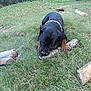 animal, black, brown, canine, chain, chewing, collar, dog, grass, lawn, log, mammal, nature, outdoor, pet, playful, rottweiler, stick, summer, yard