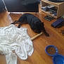 black_dog, blue_bowls, casual, collar, dog, dog_food, domestic, entertainment_stand, floor, furniture, household_items, indoor, kibble, living_room, pet, rawhide_bone, relaxed, television, white_sheet, wooden_floor