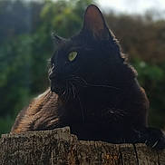 Scarlett participe au concours pour gagner de l'argent avec cette photo : animal, black_cat, blurred_background, cat, closeup, daylight, ears, fur, greenery, mammal, nature, outdoor, pet, portrait, profile, relaxed, tree_stump, whiskers, wildlife, wood