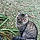 Greyson Bear