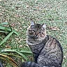 animal, calm, cat, cute, eyes, feline, fur, grass, greenery, leaf, mammal, nature, outdoor, pet, plant, sitting, tabby_cat, tail, whiskers, wildlife
