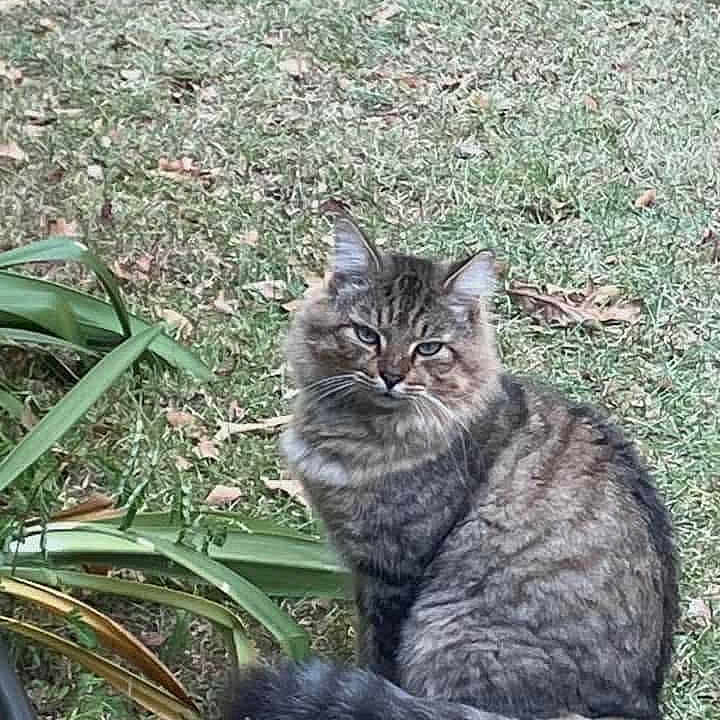 Greyson Bear joined the competition — help win amazing prizes! animal, calm, cat, cute, eyes, feline, fur, grass, greenery, leaf, mammal, nature, outdoor, pet, plant, sitting, tabby_cat, tail, whiskers, wildlife