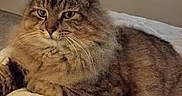 Greyson Bear joined the competition — help win amazing prizes! cat, tabby, fluffy, pet, animal, feline, whiskers, ears, fur, bed, blanket, indoor, resting, cozy, comfortable, closeup, portrait, calm, cute, relaxed