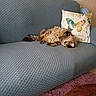 Greyson Bear is registered to the contest to win money with this photo: cat, couch, pillow, butterfly, fur, indoor, furniture, relaxing, pet, home, cozy, textured, blue, decor, sleeping, fluffy, table, book, rug, domestic_animal