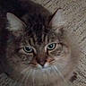 Greyson Bear is registered to the contest to win money with this photo: cat, tabby, fluffy, green_eyes, pet, animal, fur, whiskers, ears, floor, texture, close_up, looking_up, indoor, mammal, cute, domestic, feline, portrait, soft_light