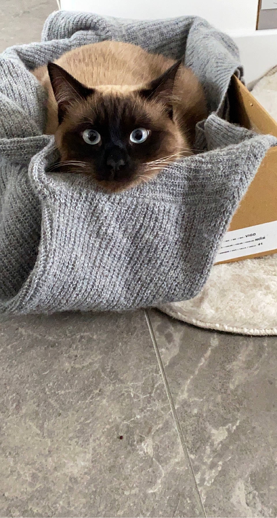 Emy participe au concours pour gagner de l'argent avec cette photo : carnivore, cat, cat_supply, comfort, eye, fawn, felidae, fur, pattern, pet_supply, siamese, small_to_medium_sized_cats, snout, terrestrial_animal, whiskers