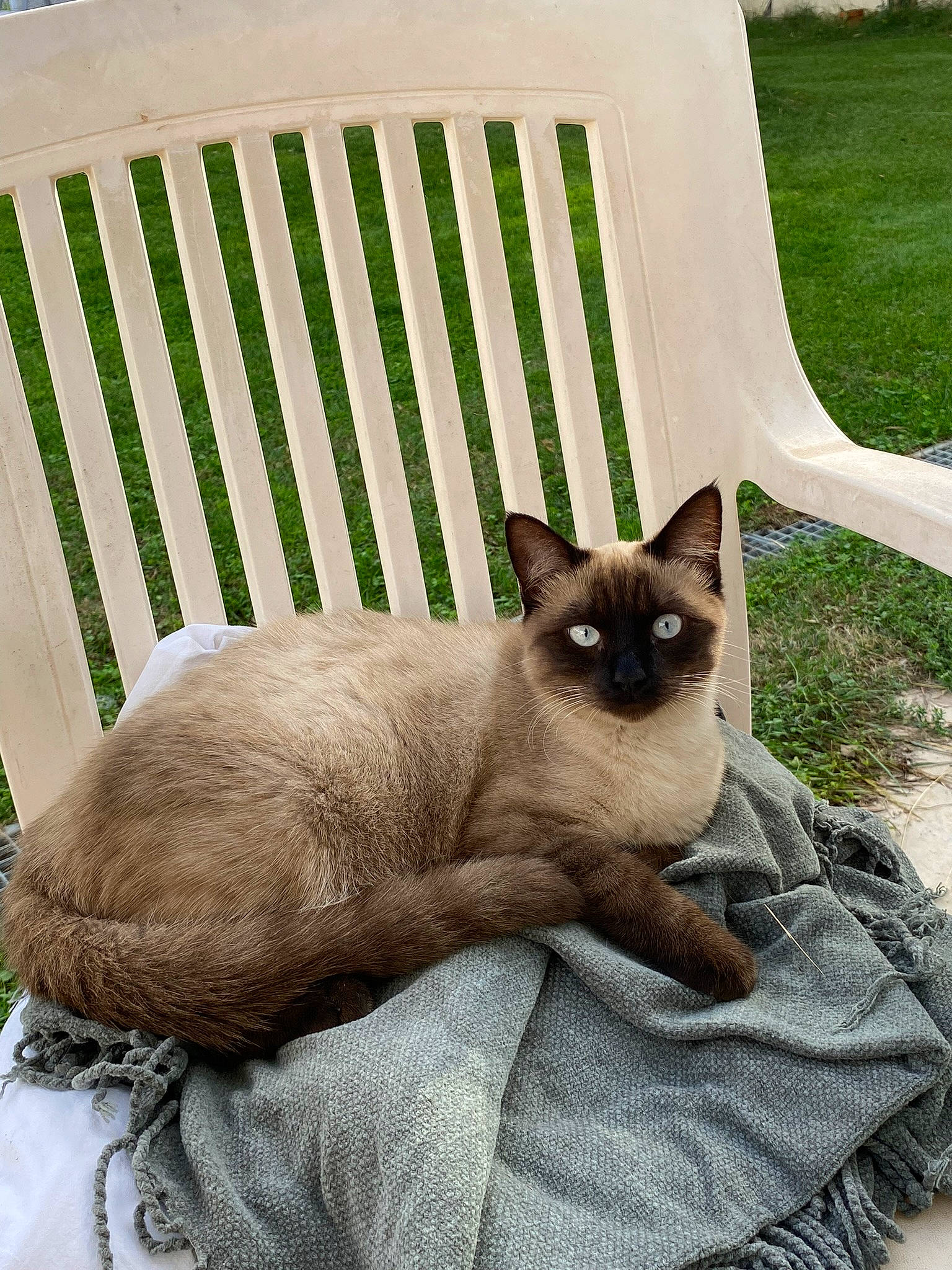 Emy a rejoint le concours — aidez-le/la à gagner de superbes lots ! birman, carnivore, cat, cat_supply, comfort, fawn, felidae, fur, grass, green, outdoor_furniture, pet_supply, plant, shade, siamese, small_to_medium_sized_cats, snout, tail, terrestrial_animal, whiskers
