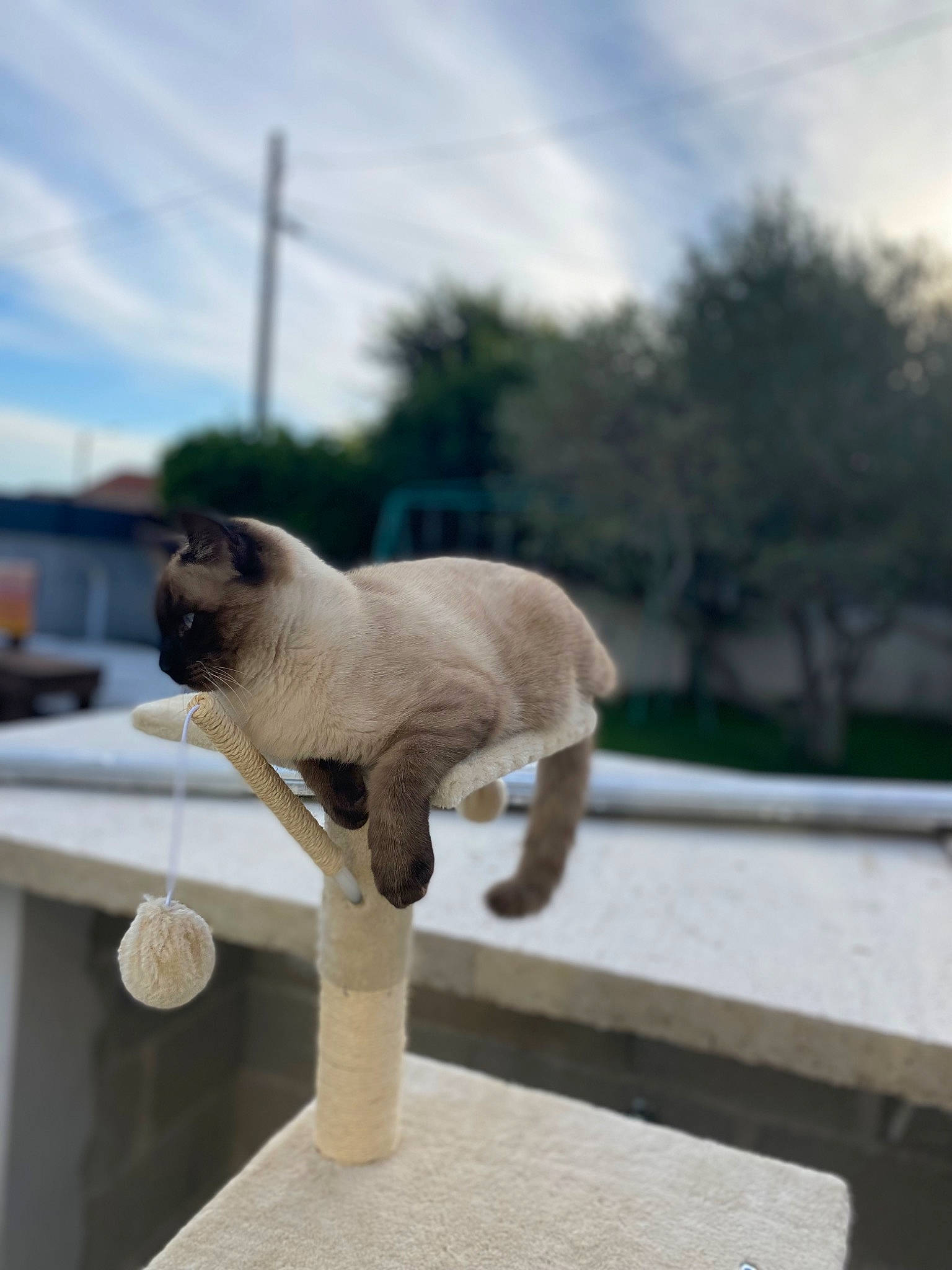 Emy participe au concours pour gagner de l'argent avec cette photo : balinese, canidae, carnivore, cat, cloud, companion_dog, fawn, felidae, house, metal, plant, roof, sky, small_to_medium_sized_cats, snout, tail, terrestrial_animal, tree, whiskers, wood