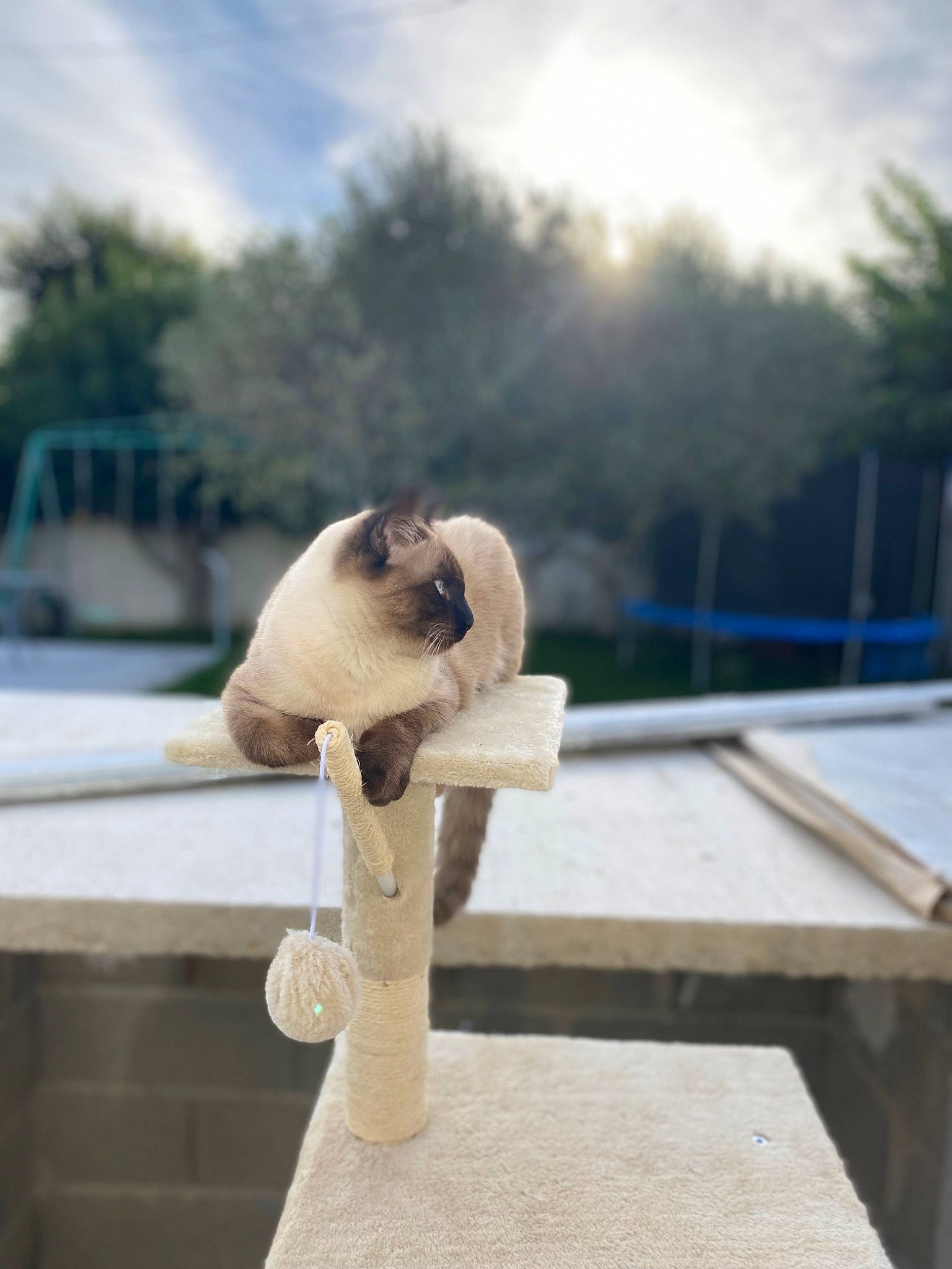 Emy a rejoint le concours — aidez-le/la à gagner de superbes lots ! art, beak, cloud, companion_dog, fawn, felidae, freezing, fur, grass, leisure, recreation, sky, small_to_medium_sized_cats, snout, sporting_group, tail, tree, whiskers, wildlife, wood