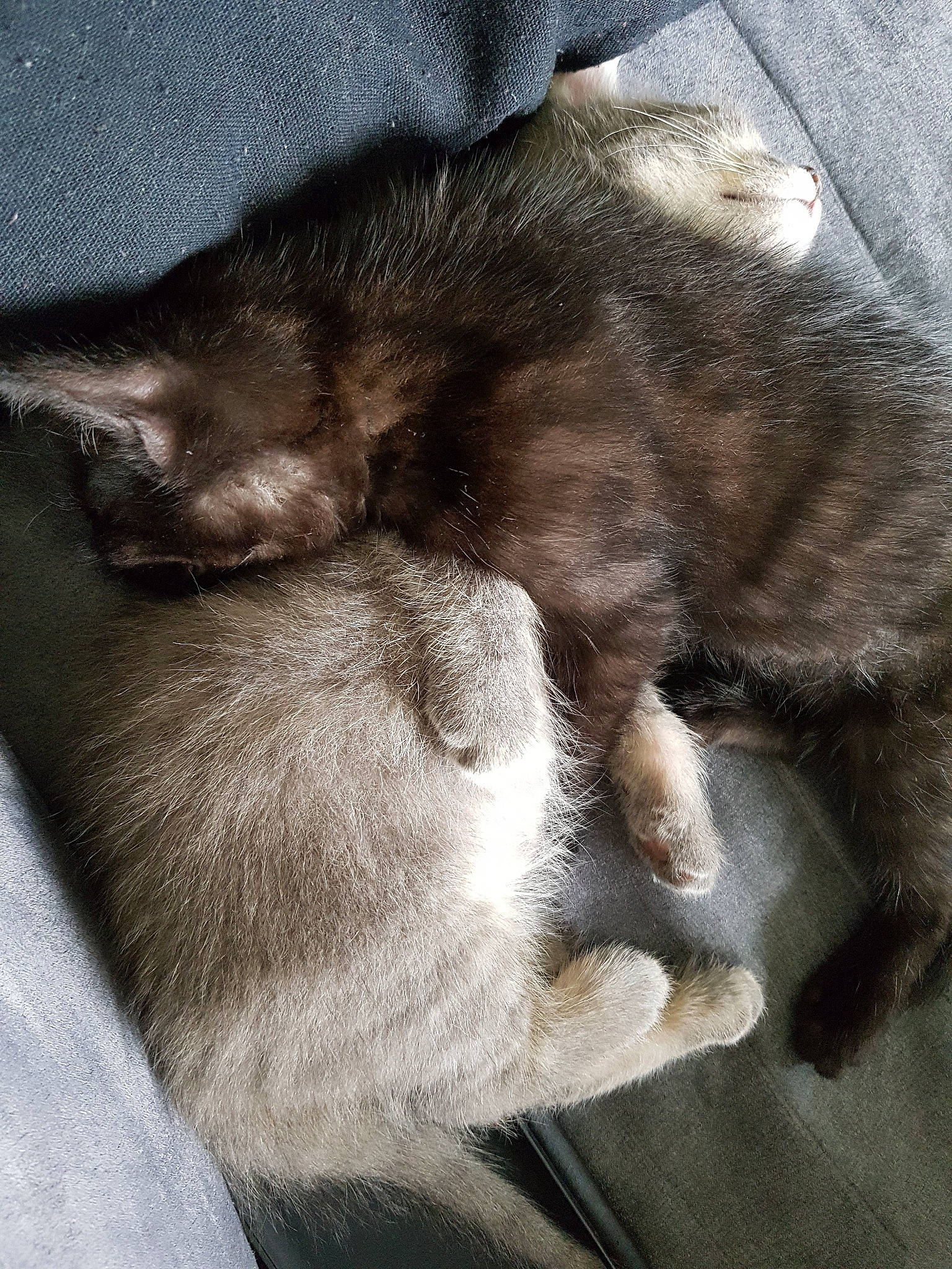 Padmé participe au concours pour gagner de l'argent avec cette photo : carnivore, cat, chartreux, claw, domestic_short_haired_cat, ear, fawn, felidae, fur, korat, nap, paw, russian_blue, sleep, small_to_medium_sized_cats, snout, tail, whiskers