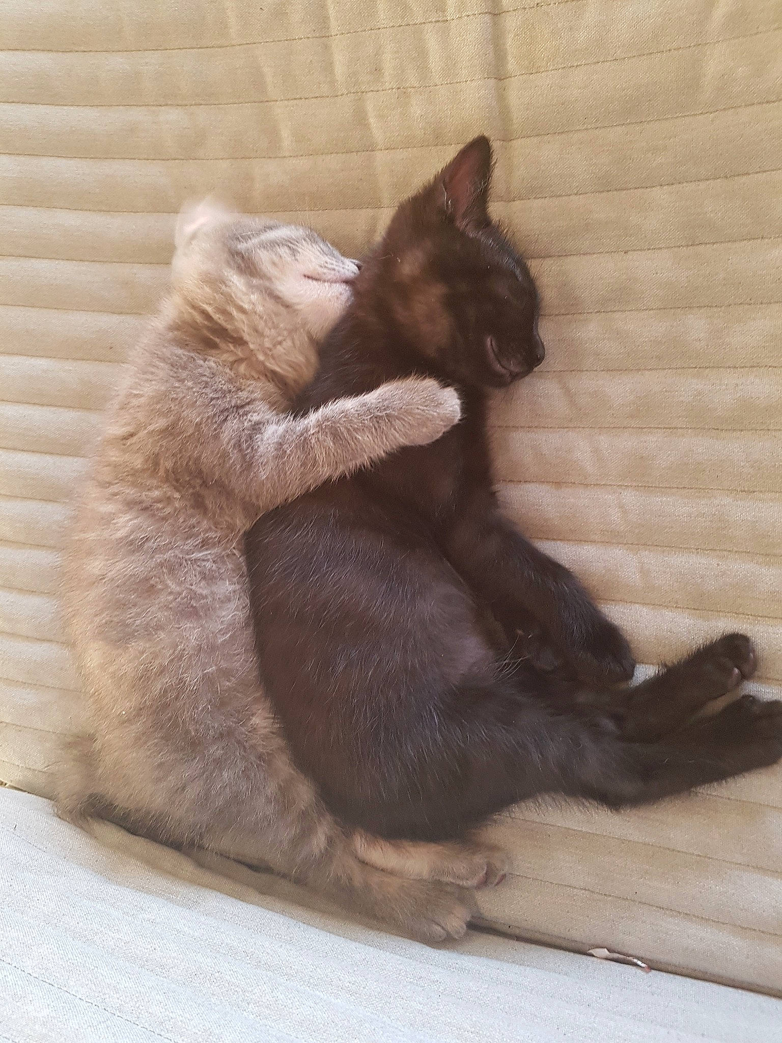 Padmé a rejoint le concours — aidez-le/la à gagner de superbes lots ! asian, black_cat, british_shorthair, burmese, carnivore, cat, chartreux, claw, fawn, felidae, kitten, korat, mammal, nebelung, paw, russian_blue, small_to_medium_sized_cats, tail, vertebrate, whiskers