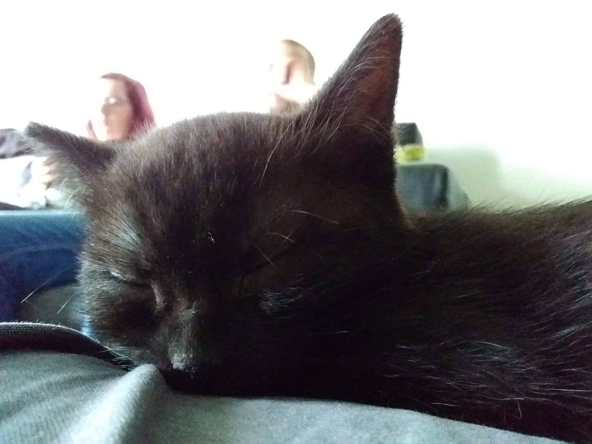 Padmé participe au concours pour gagner de l'argent avec cette photo : asian, black_cat, burmese, carnivore, cat, ear, felidae, fur, havana_brown, kitten, nap, sleep, small_to_medium_sized_cats, snout, tail, tonkinese, whiskers