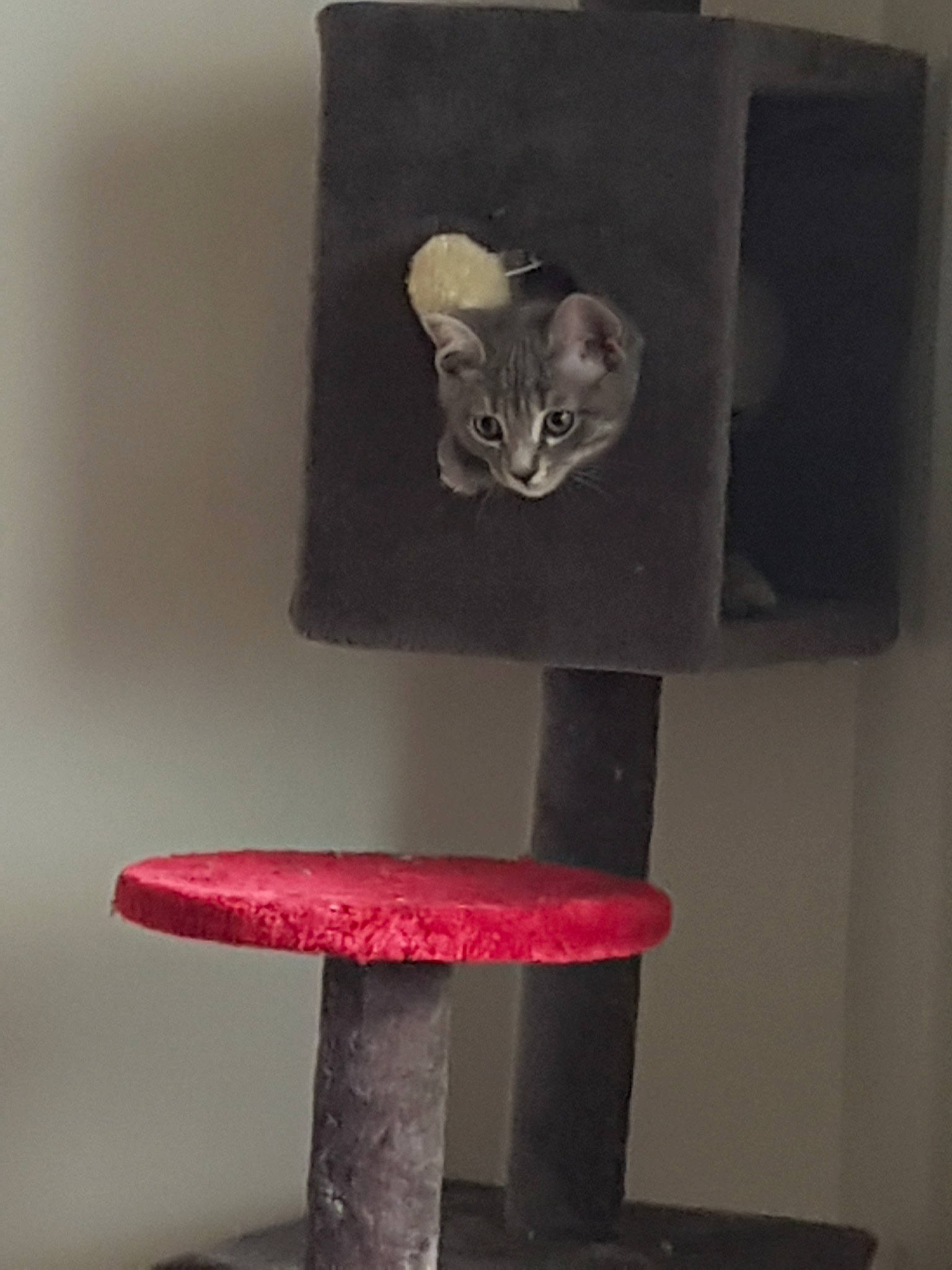 Albus participe au concours pour gagner de l'argent avec cette photo : carnivore, cat, cat_furniture, felidae, kitten, sculpture, small_to_medium_sized_cats, whiskers