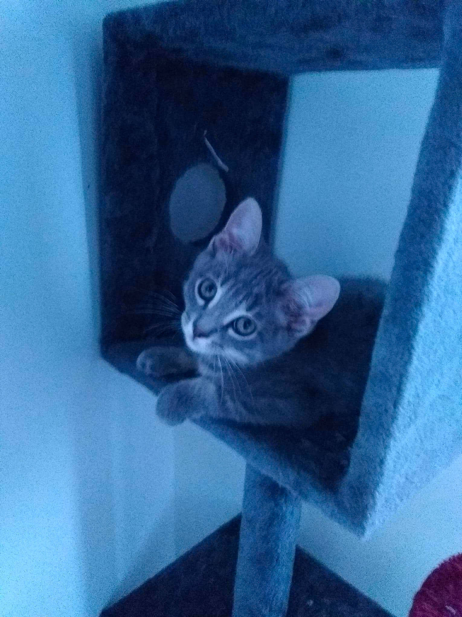 Albus participe au concours pour gagner de l'argent avec cette photo : blue, british_shorthair, carnivore, cat, chartreux, domestic_short_haired_cat, felidae, kitten, korat, russian_blue, small_to_medium_sized_cats, tail, whiskers