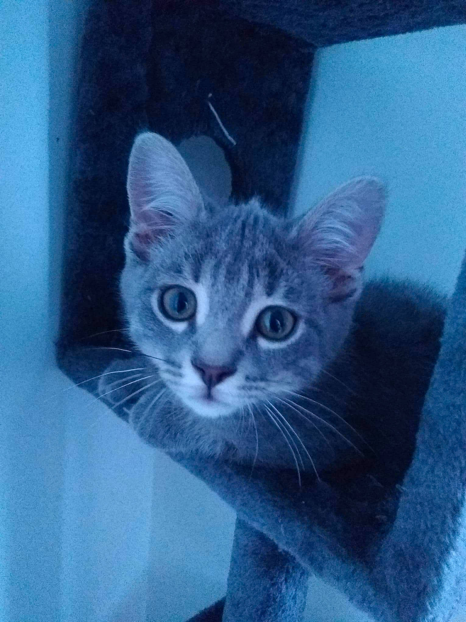 Albus a rejoint le concours — aidez-le/la à gagner de superbes lots ! asian, carnivore, cat, domestic_short_haired_cat, ear, european_shorthair, felidae, kitten, ojos_azules, small_to_medium_sized_cats, tabby_cat, whiskers