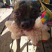 Bobbie is registered to the contest to win money with this photo: dog, toy, plush_toy, close_up, wooden_floor, outdoor, pet, animal, playful, brown_dog, colorful, background_dog, leaves, sunlight, shadow, nature, canine, daylight, cute, companion