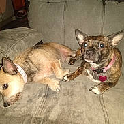 Molly is registered to the contest to win money with this photo: dog, pets, couch, indoor, collar, heart_tag, relaxed, alert, fur, ears, nose, paw, brown, beige, canine, companion, domestic, animal, resting, friendship