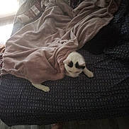 Socrate participe au concours pour gagner de l'argent avec cette photo : cat, blanket, bed, foot, indoor, patterned_bedspread, pink_blanket, white_cat, cozy, dim_light, window_light, floor, home, resting_cat, furniture, soft_texture, domestic, relaxation, animal, pet