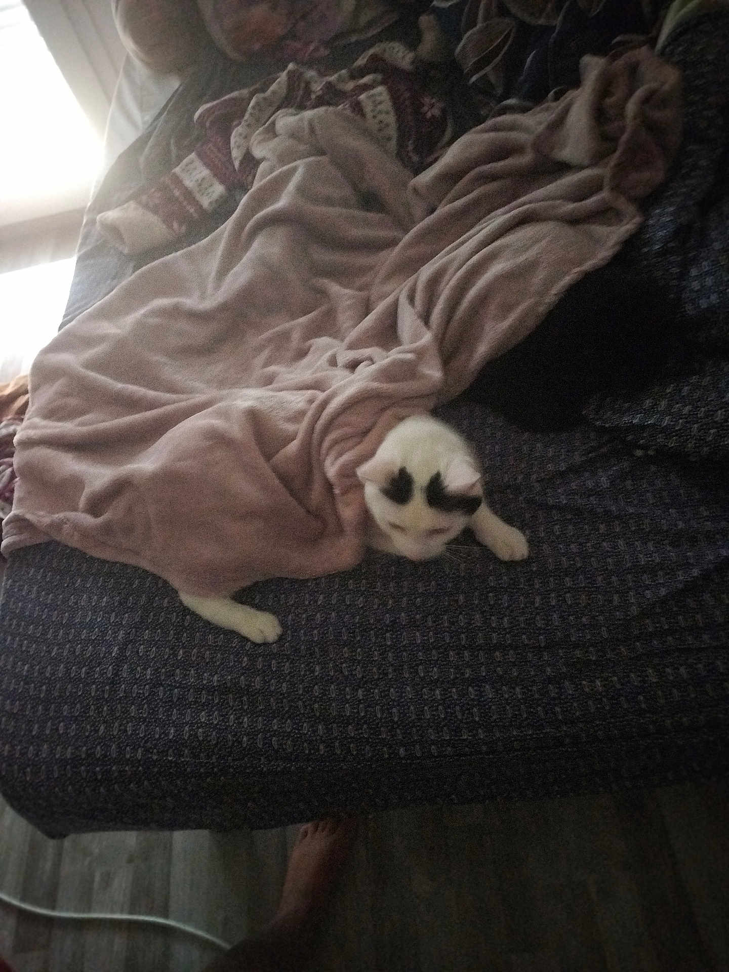 Socrate participe au concours pour gagner de l'argent avec cette photo : cat, blanket, bed, foot, indoor, patterned_bedspread, pink_blanket, white_cat, cozy, dim_light, window_light, floor, home, resting_cat, furniture, soft_texture, domestic, relaxation, animal, pet