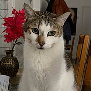 Lupin Nougat participe au concours pour gagner de l'argent avec cette photo : cat, tabby, white_fur, pet, animal, portrait, sitting, indoors, dining_room, chair, table, flowers, vase, home, furniture, whiskers, green_eyes, upright, laced_tablecloth, photography