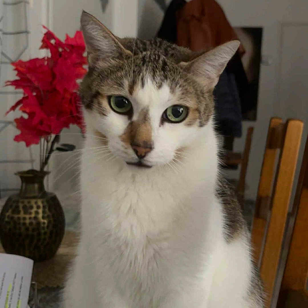 Lupin Nougat participe au concours pour gagner de l'argent avec cette photo : cat, tabby, white_fur, pet, animal, portrait, sitting, indoors, dining_room, chair, table, flowers, vase, home, furniture, whiskers, green_eyes, upright, laced_tablecloth, photography