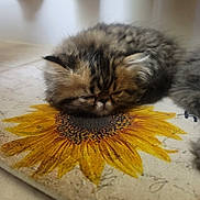 Sunflower is registered to the contest to win money with this photo: kitten, cat, sleeping, fluffy, fur, sunflower, flower_print, nap, closeup, cute, pet, indoor, soft, resting, animal, adorable, young, feline, cozy, peaceful