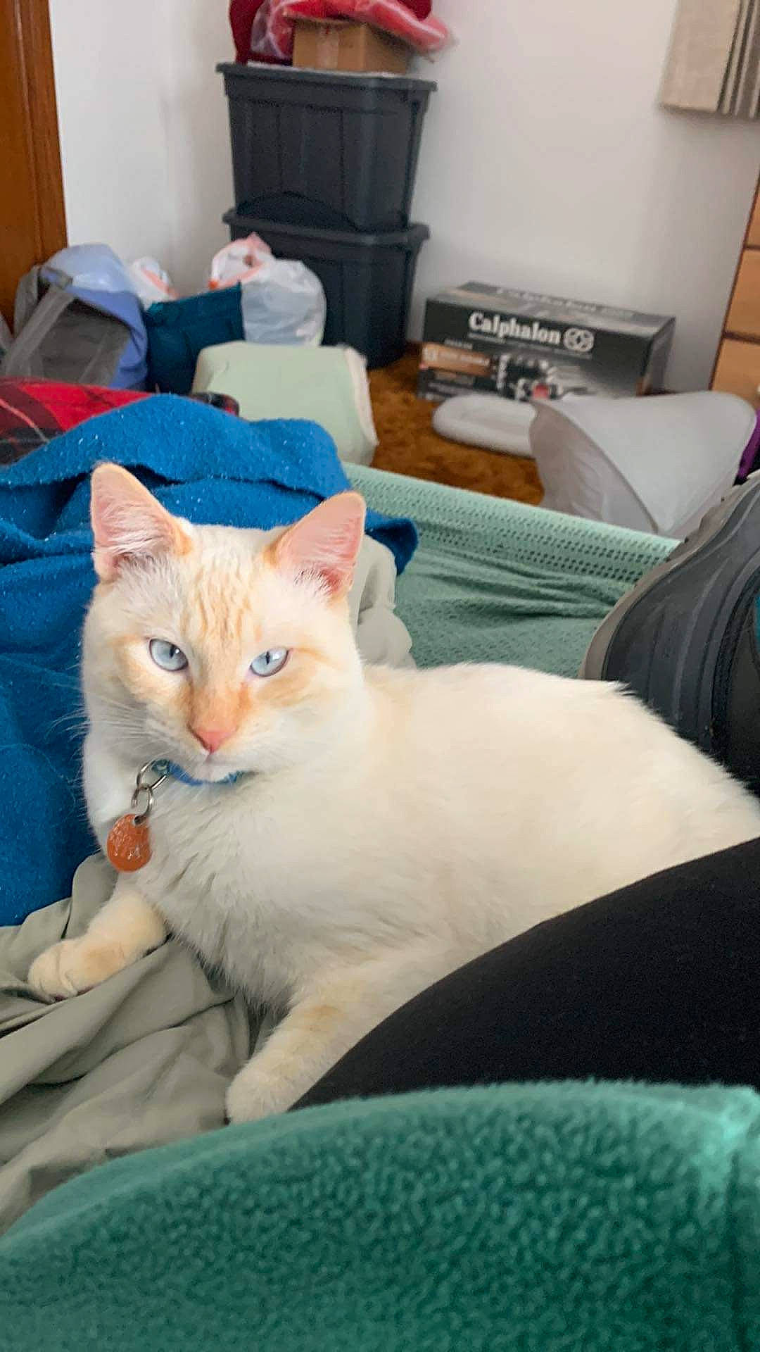 Snowflake joined the competition — help win amazing prizes! bed, bedding, carnivore, cat, comfort, domestic_short_haired_cat, duvet, fawn, felidae, fur, furniture, linens, nap, room, sitting, small_to_medium_sized_cats, tail, television, textile, whiskers