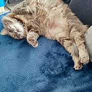 Louloute a rejoint le concours — aidez-le/la à gagner de superbes lots ! animal, blue_blanket, cat, collar, comfort, cozy, cute, domestic_animal, feline, fluffy, fur, home, indoor, lazy, paw, pet, relaxed, resting, sleeping, soft