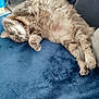 animal, blue_blanket, cat, collar, comfort, cozy, cute, domestic_animal, feline, fluffy, fur, home, indoor, lazy, paw, pet, relaxed, resting, sleeping, soft