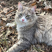 Stoney joined the competition — help win amazing prizes! animal, autumn, calm, cat, closeup, feline, gray_cat, green_eyes, leaf_litter, lying_down, nature, outdoor, pet, pink_nose, portrait, relaxed, soft_fur, twigs, white_fur, wildlife