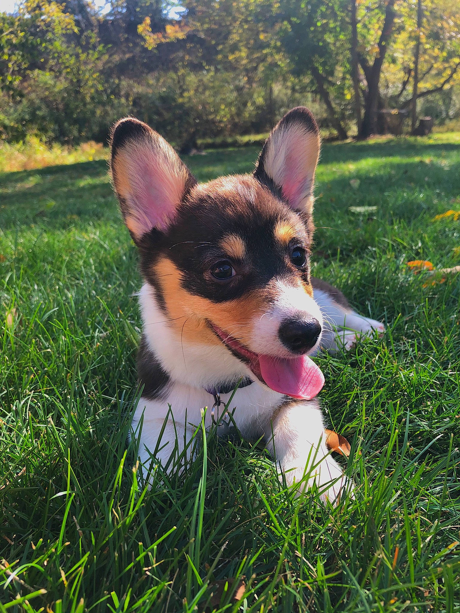 Molly joined the competition — help win amazing prizes! australian_kelpie, canidae, cardigan_welsh_corgi, carnivore, companion_dog, corgi_chihuahua, dog, dog_breed, grass, herding_dog, mammal, pembroke_welsh_corgi, puppy, rat_terrier, snout, teddy_roosevelt_terrier, vertebrate, welsh_corgi