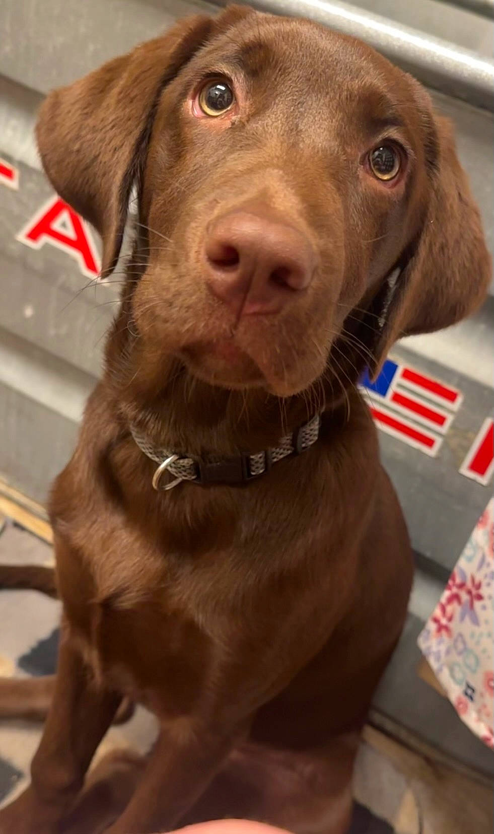 Roxy joined the competition — help win amazing prizes! canidae, carnivore, collar, companion_dog, dog, dog_breed, dog_collar, fawn, fur, gun_dog, hat, hunting_dog, liver, pet_supply, pointing_breed, retriever, snout, sporting_group, whiskers, working_animal