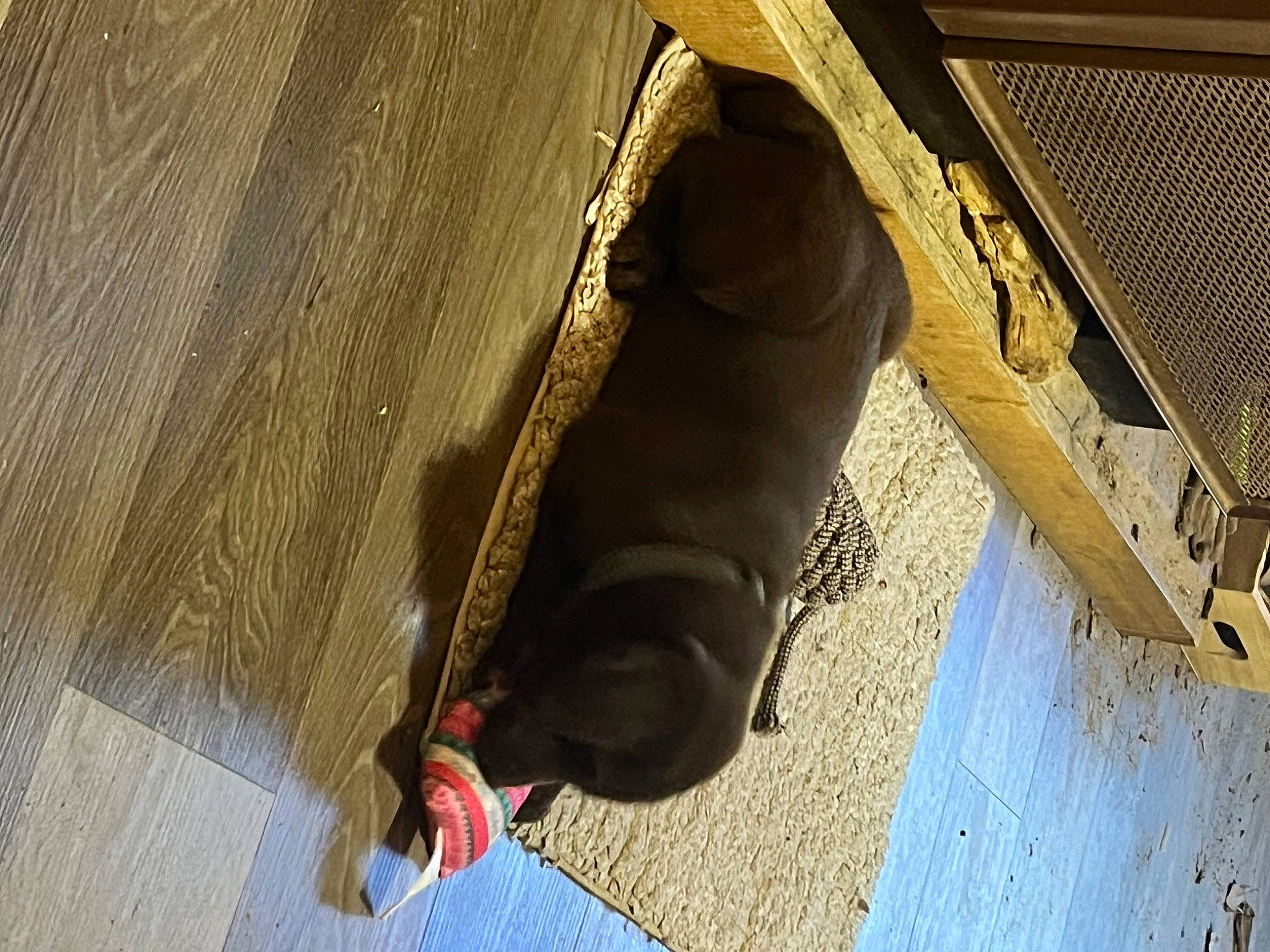 Roxy joined the competition — help win amazing prizes! brown, canidae, carnivore, comfort, dog_breed, fawn, flooring, foot, hardwood, pattern, plywood, shadow, small_to_medium_sized_cats, snout, sporting_group, tail, terrestrial_animal, tints_and_shades, wood, working_animal