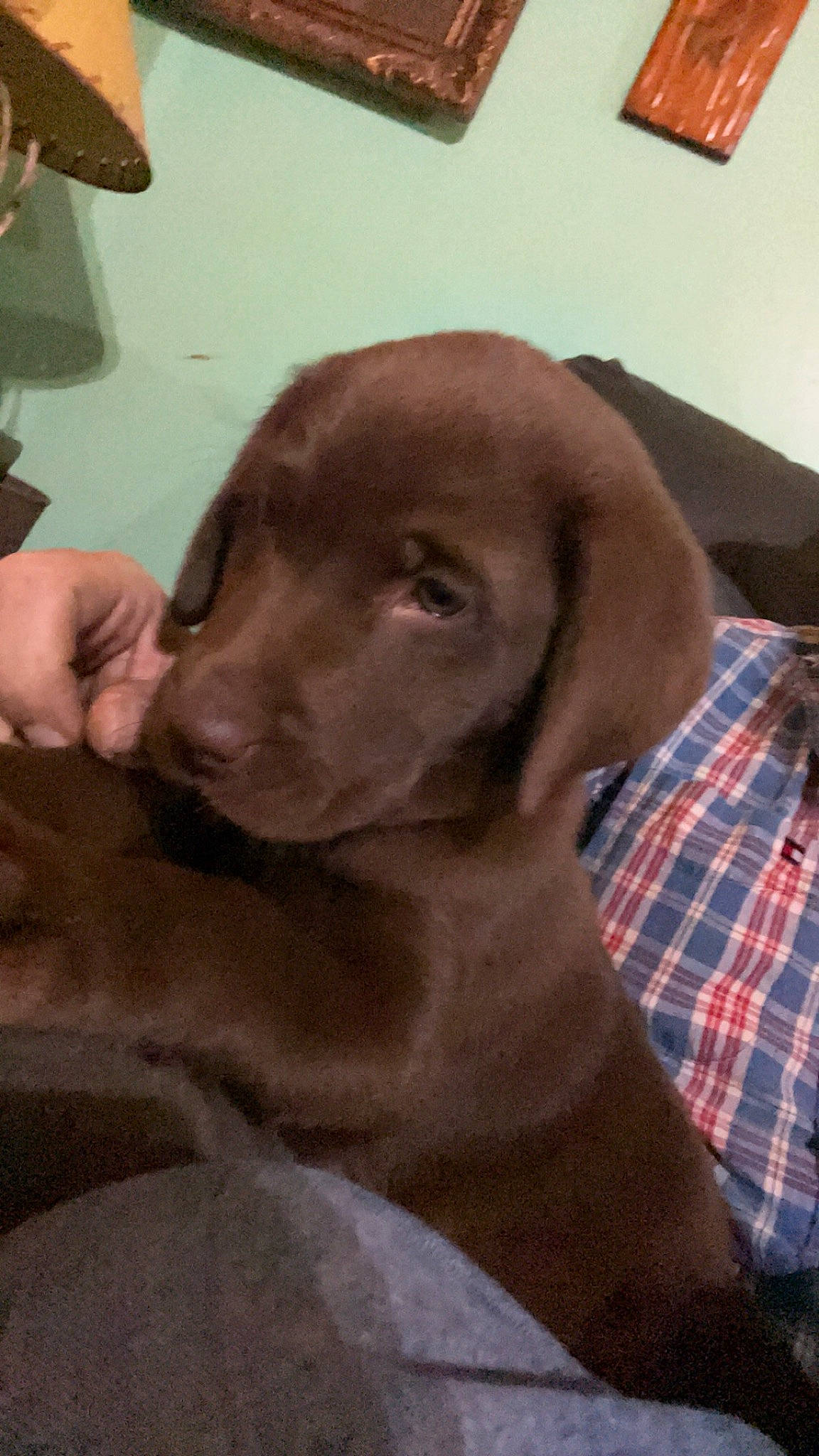 Roxy is registered to the contest to win money with this photo: canidae, carnivore, collar, comfort, companion_dog, dog, dog_breed, dog_collar, fawn, fur, gun_dog, liver, pattern, pet_supply, plaid, snout, sporting_group, tartan, whiskers, working_animal