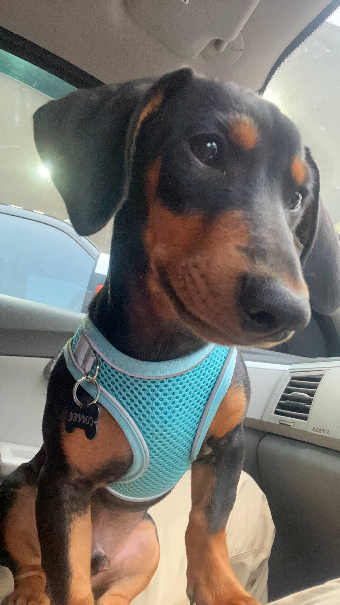 Copper joined the competition — help win amazing prizes! automotive_exterior, canidae, car_seat, carnivore, collar, companion_dog, dog, dog_breed, dog_supply, eyewear, head_restraint, metal, snout, sporting_group, vehicle, vehicle_door, whiskers, windshield, working_animal, working_dog