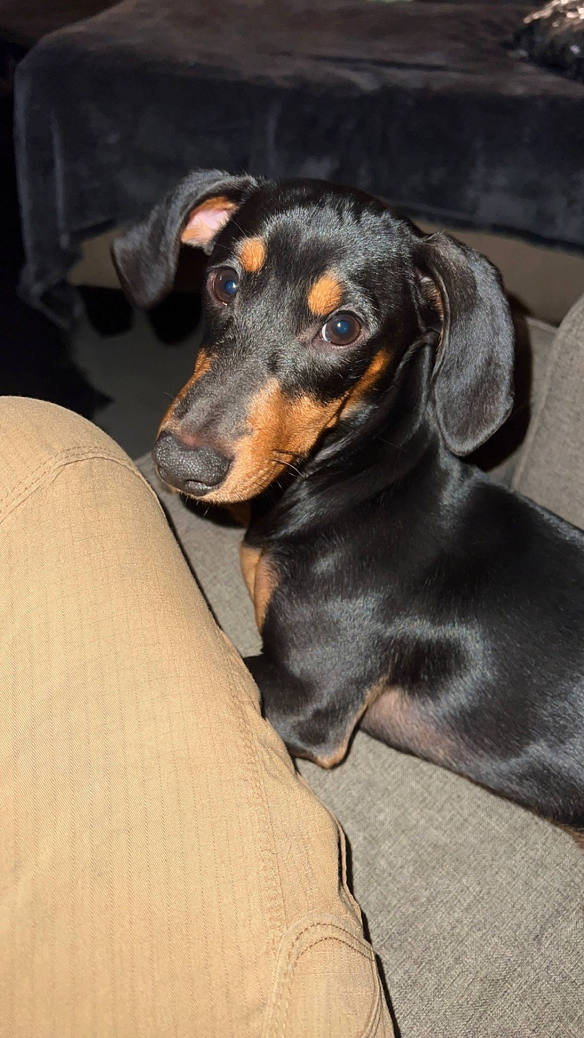 Copper joined the competition — help win amazing prizes! canidae, carnivore, comfort, companion_dog, dachshund, dog, dog_breed, ear, fur, guard_dog, hound, hunting_dog, pinscher, puppy, sporting_group, terrestrial_animal, toy_dog, whiskers, working_animal, working_dog