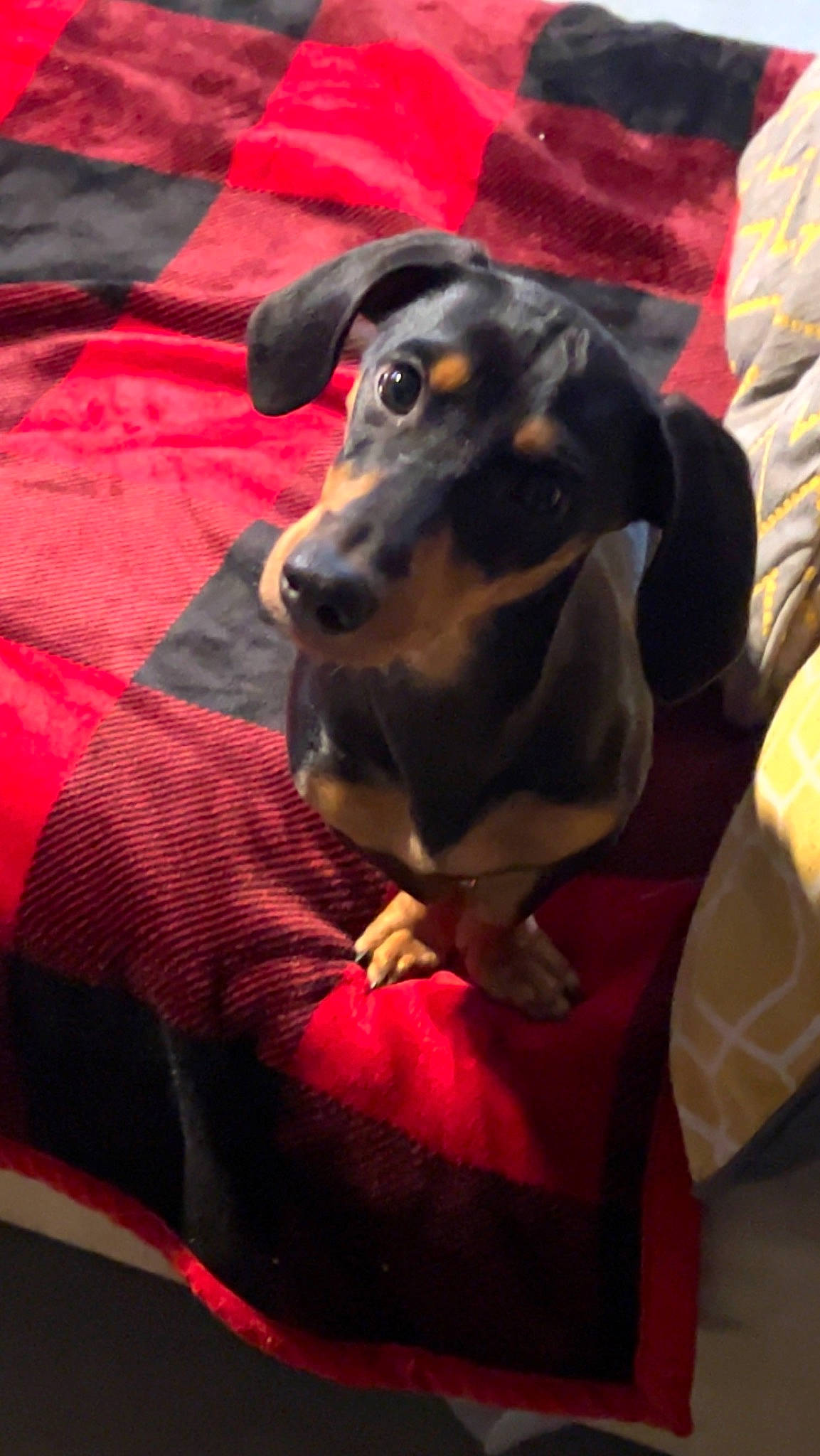 Copper is registered to the contest to win money with this photo: canidae, carnivore, collar, comfort, companion_dog, dog, dog_breed, dog_clothes, dog_supply, fawn, fur, guard_dog, magenta, pet_supply, pinscher, snout, sporting_group, whiskers, working_animal, working_dog