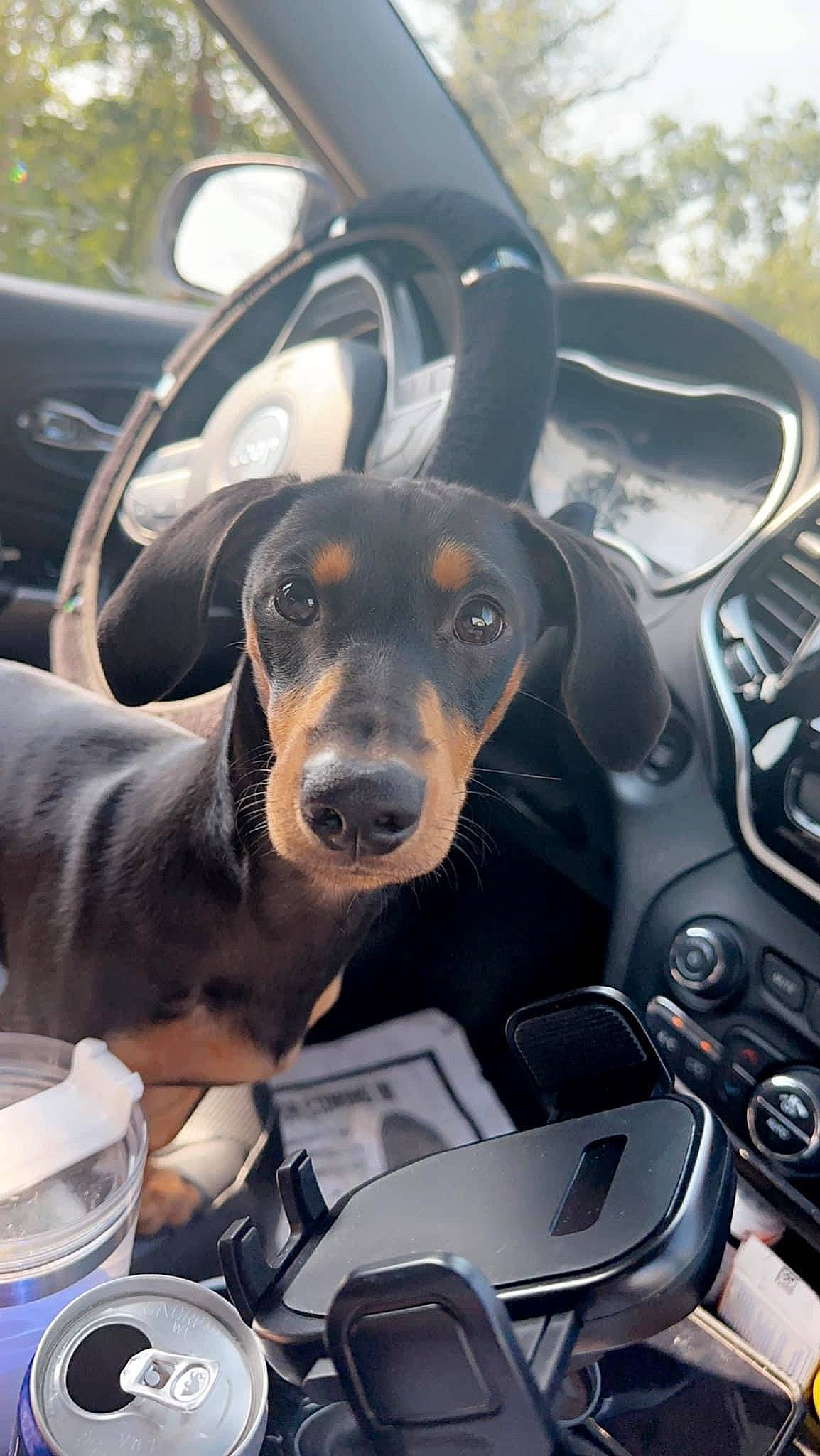 Copper is registered to the contest to win money with this photo: automotive_design, automotive_exterior, automotive_lighting, automotive_mirror, car, car_seat, car_seat_cover, carnivore, companion_dog, dog, dog_breed, door, head_restraint, motor_vehicle, personal_luxury_car, snout, steering_part, steering_wheel, vehicle, vehicle_door
