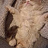 Ophelia Chaos Frump is registered to the contest to win money with this photo: kitten, cat, sleeping, fluffy, cute, pet, cozy, blanket, fur, relaxed, paw, indoor, animal, resting, soft, cute_pet, fur_texture, domestic_cat, nap, adorable