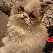 Ophelia Chaos Frump is registered to the contest to win money with this photo: cat, fluffy, pet, indoor, couch, blanket, fur, cute, animal, face, whiskers, ears, relaxed, domestic, feline, portrait, sitting, cozy, soft, curious