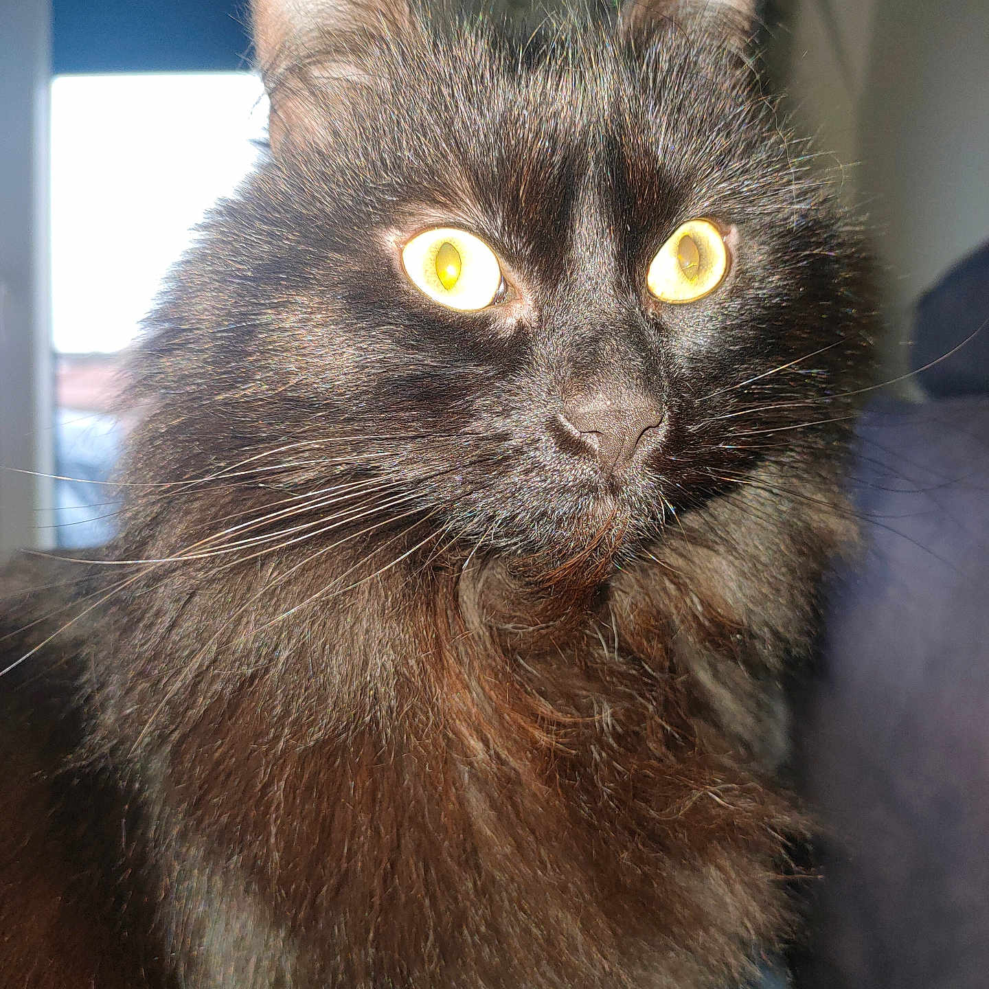 Peekyou a rejoint le concours — aidez-le/la à gagner de superbes lots ! abyssinian, angora, animal, blackcat, cat, kitten, manx, pet