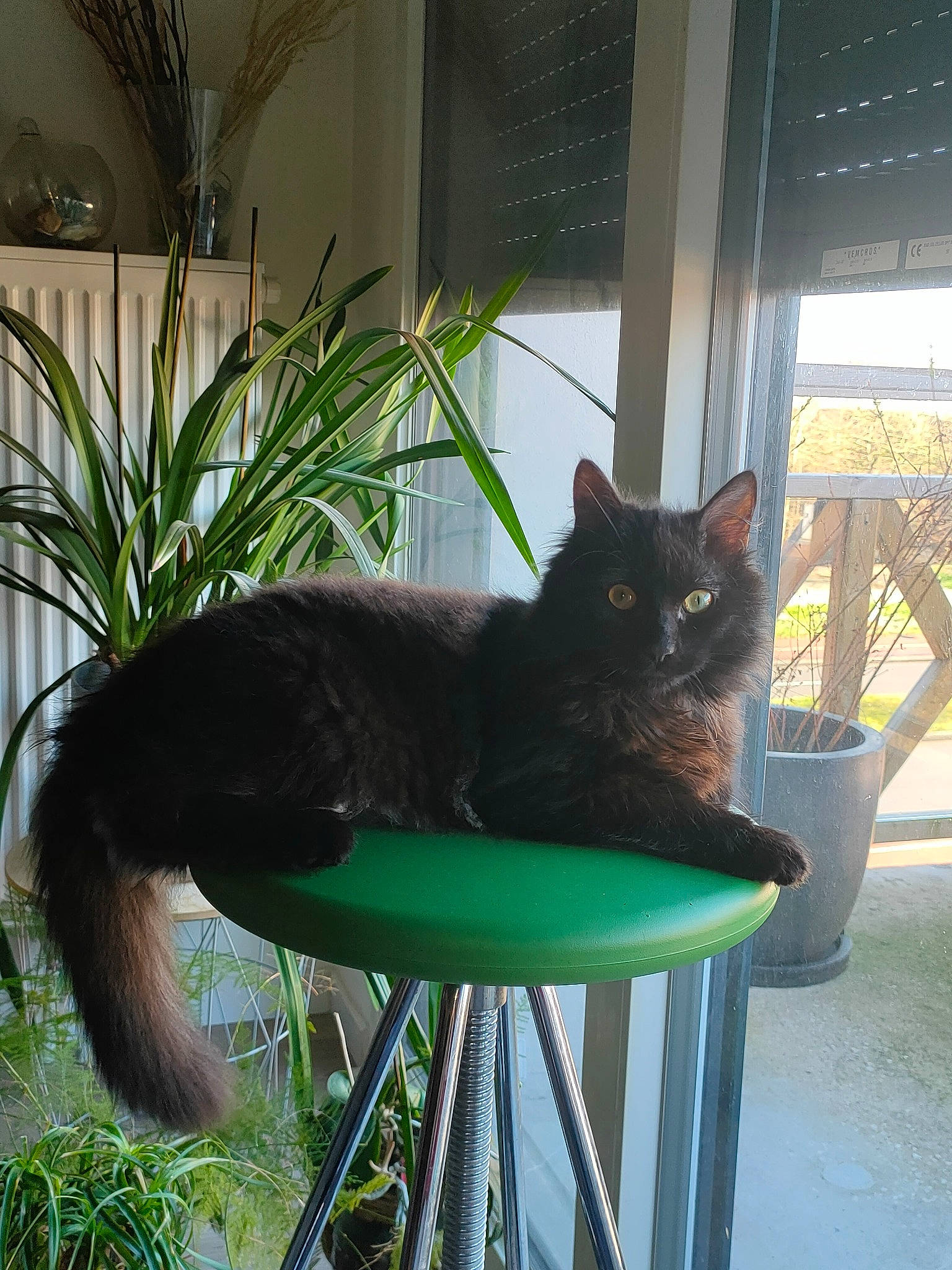 Peekyou a rejoint le concours — aidez-le/la à gagner de superbes lots ! black_cat, bombay, carnivore, cat, cat_supply, chair, domestic_short_haired_cat, felidae, grass, groundcover, herb, houseplant, outdoor_furniture, plant, sitting, small_to_medium_sized_cats, table, tail, whiskers, window