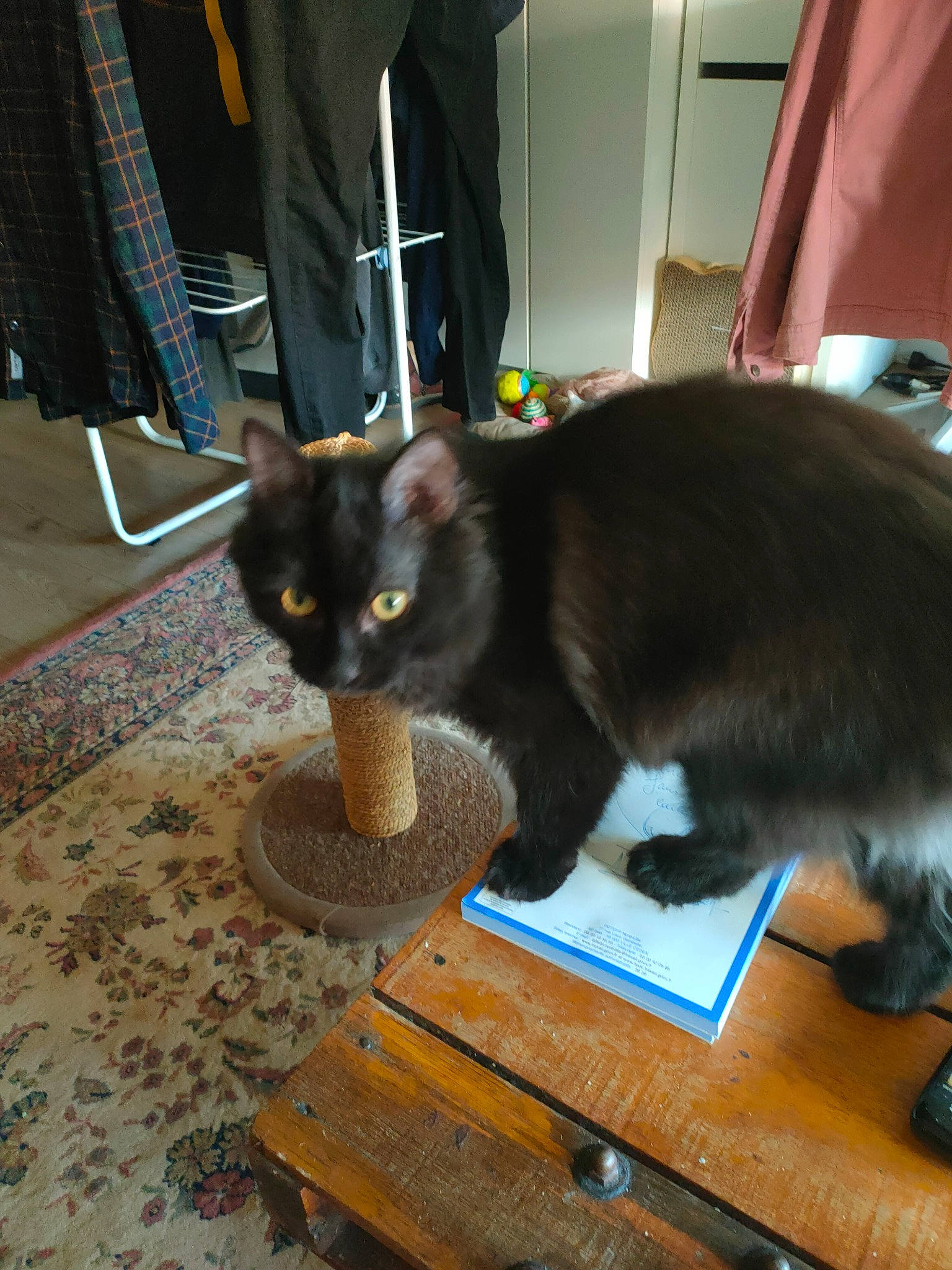 Peekyou participe au concours pour gagner de l'argent avec cette photo : black_cat, box, carnivore, cat, chair, claw, comfort, domestic_short_haired_cat, felidae, floor, flooring, fur, hardwood, room, small_to_medium_sized_cats, table, tail, whiskers, window, wood