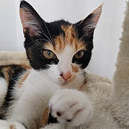 Abby a rejoint le concours — aidez-le/la à gagner de superbes lots ! calico_cat, kitten, pet, cat, paw, close_up, fluffy, fur, whiskers, ears, curious, indoor, soft_light, cute, animal, mammal, feline, resting, young, playful