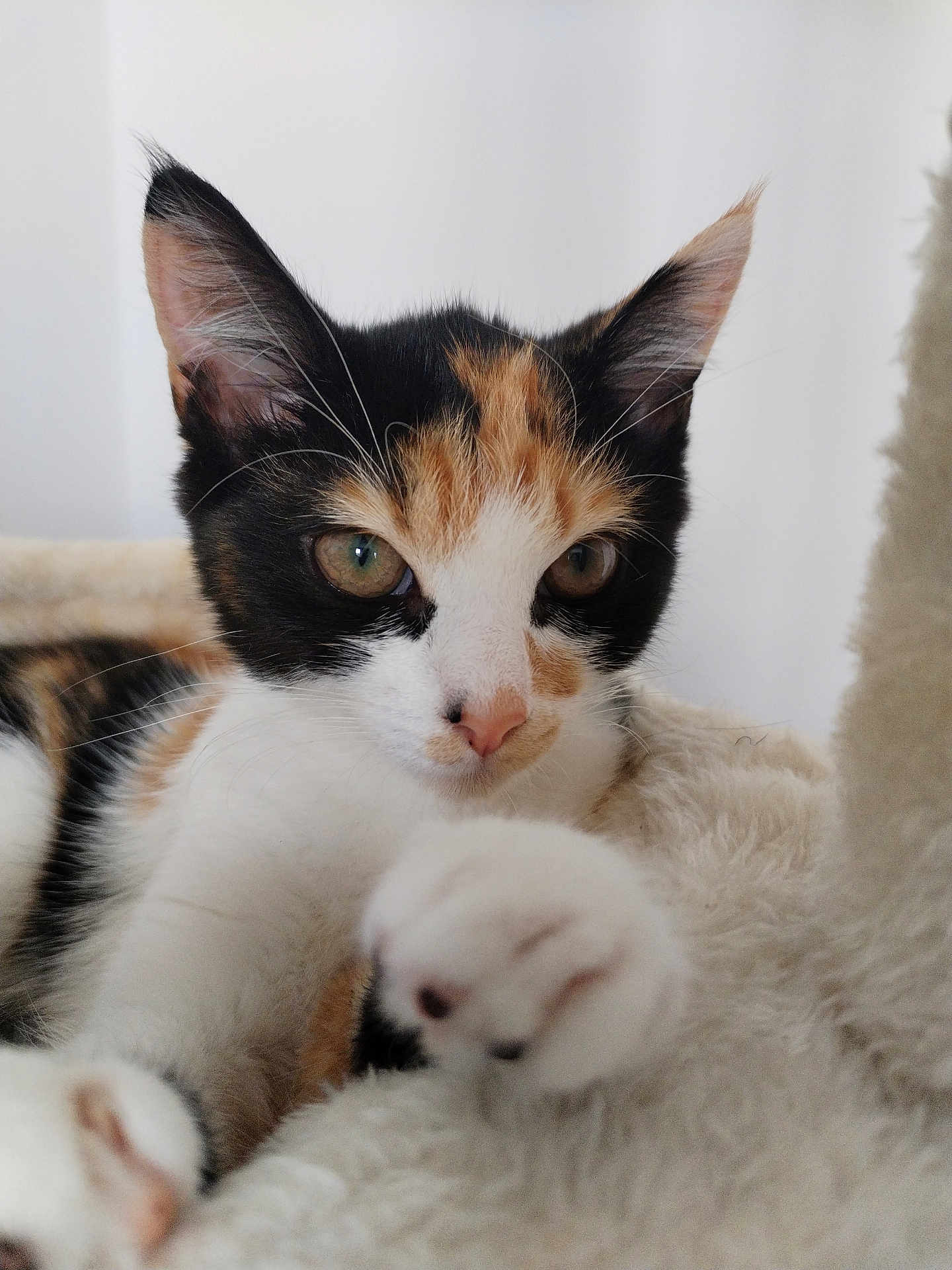 Abby a rejoint le concours — aidez-le/la à gagner de superbes lots ! calico_cat, kitten, pet, cat, paw, close_up, fluffy, fur, whiskers, ears, curious, indoor, soft_light, cute, animal, mammal, feline, resting, young, playful